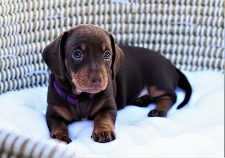 LunaAyla Mini Dachshunds