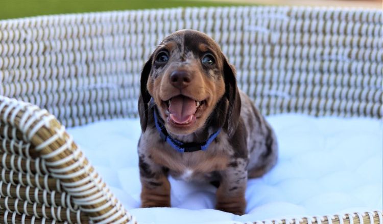 LunaAyla Mini Dachshunds