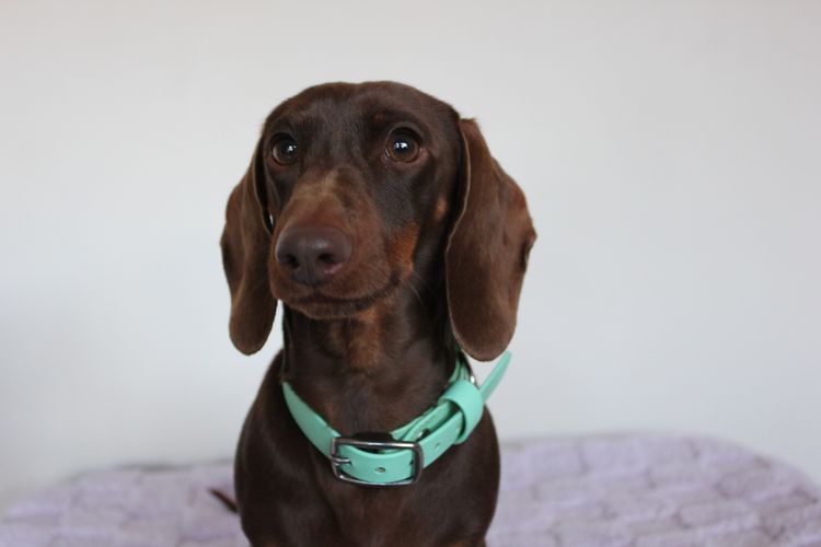 LunaAyla Mini Dachshunds