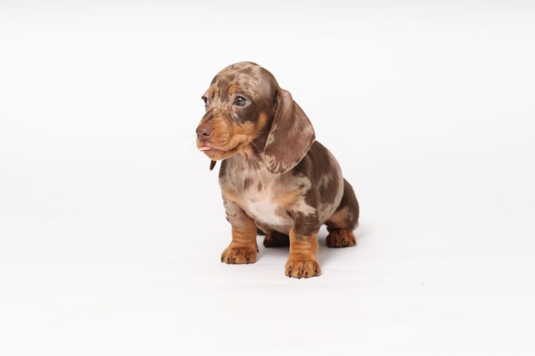 LunaAyla Mini Dachshunds