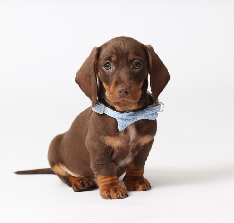 LunaAyla Mini Dachshunds