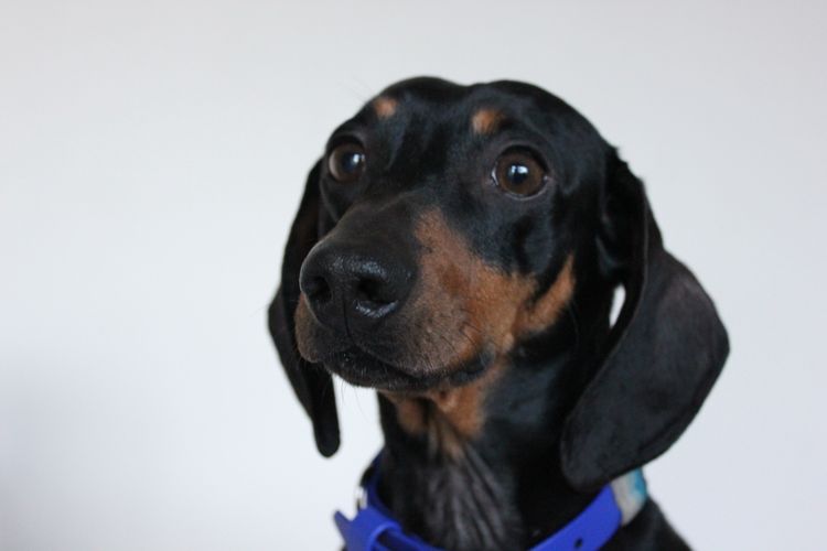 LunaAyla Mini Dachshunds