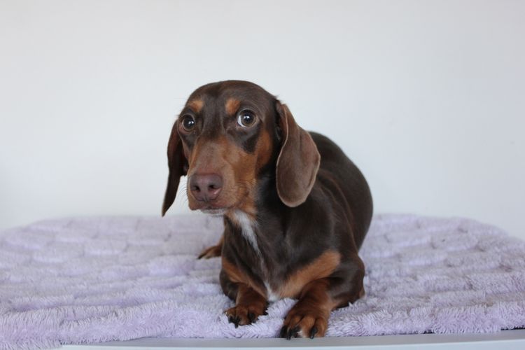 LunaAyla Mini Dachshunds