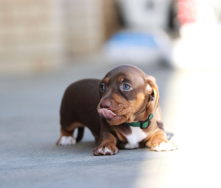 LunaAyla Mini Dachshunds