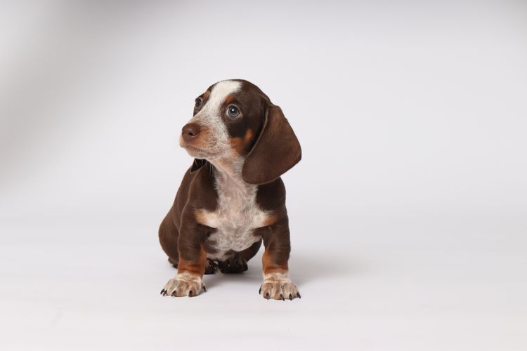 LunaAyla Mini Dachshunds