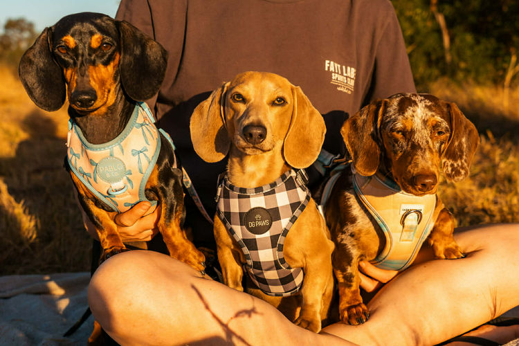 LunaAyla Mini Dachshunds