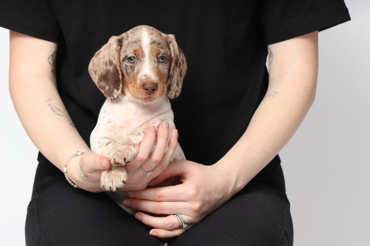 LunaAyla Mini Dachshunds