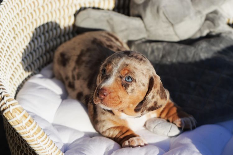 LunaAyla Mini Dachshunds