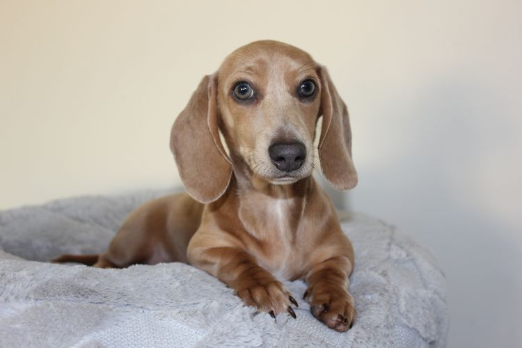 LunaAyla Mini Dachshunds