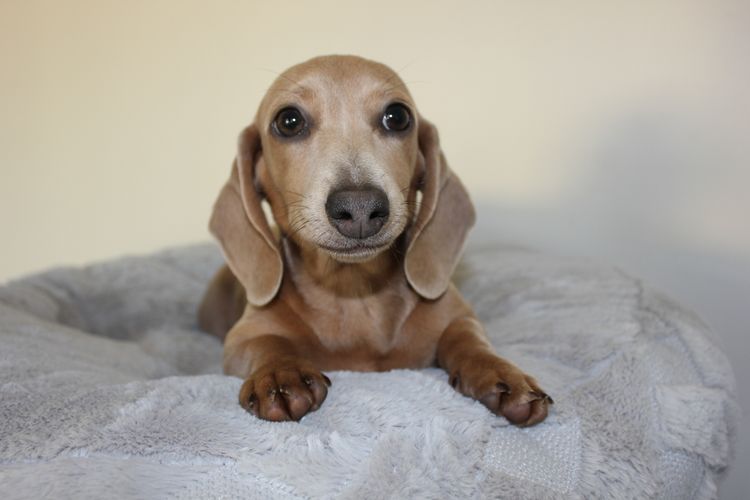 LunaAyla Mini Dachshunds