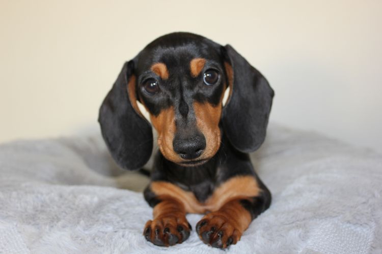 LunaAyla Mini Dachshunds