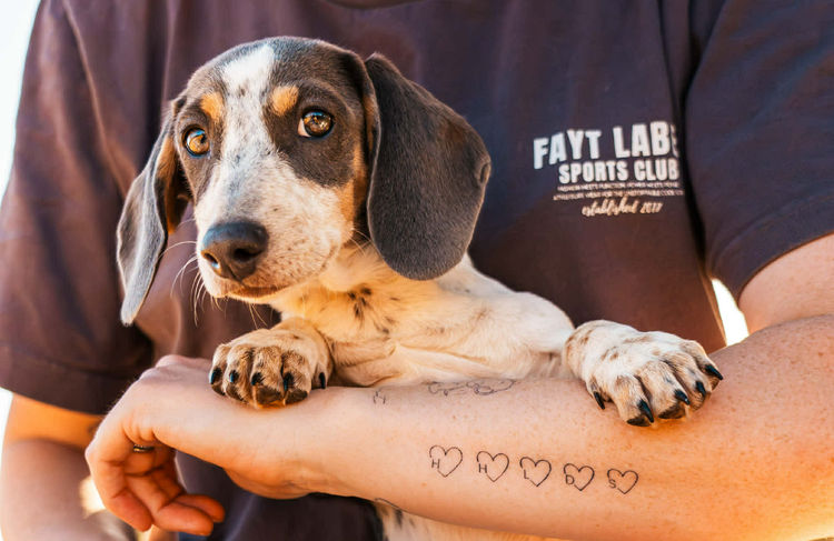 LunaAyla Mini Dachshunds