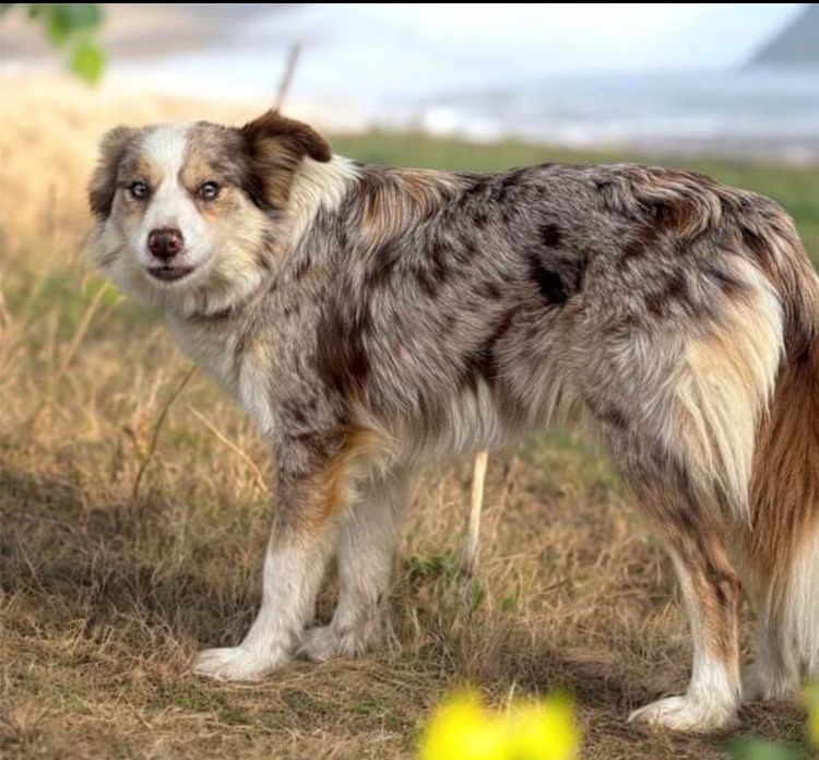 Laffytaffy Border Collies MDBA(reg)