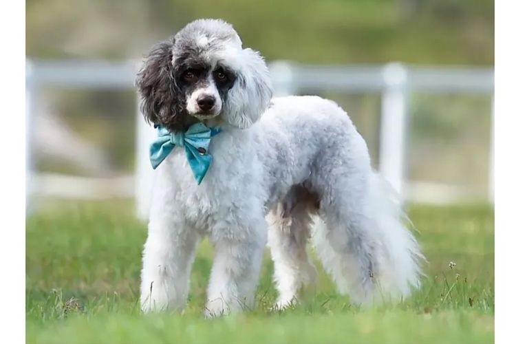Eureka Miniature Poodles