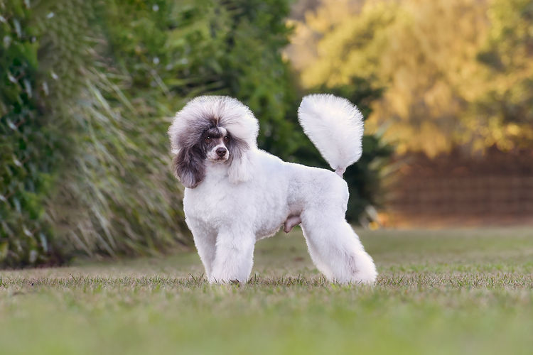 Eureka Miniature Poodles