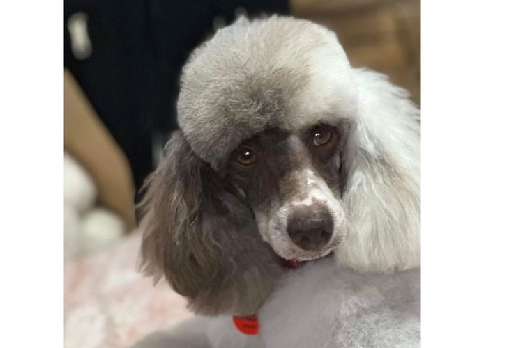 Eureka Miniature Poodles