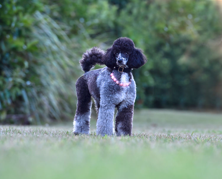 Eureka Miniature Poodles