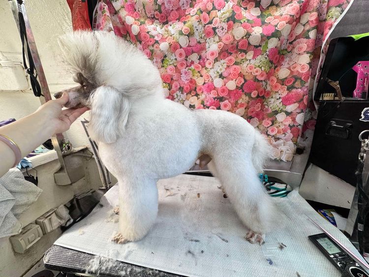 Eureka Miniature Poodles