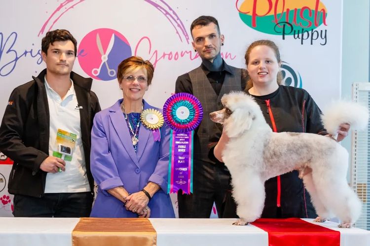 Eureka Miniature Poodles
