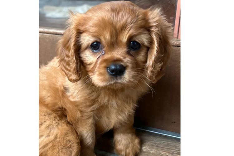 Cavaliers at Puppies of Plenty