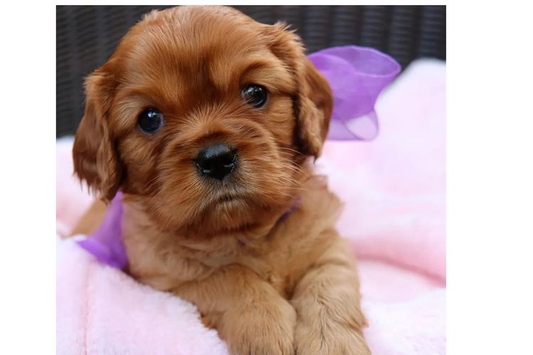 Cavaliers at Puppies of Plenty