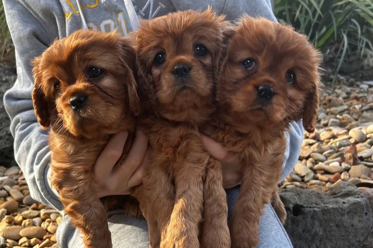 Cavaliers at Puppies of Plenty