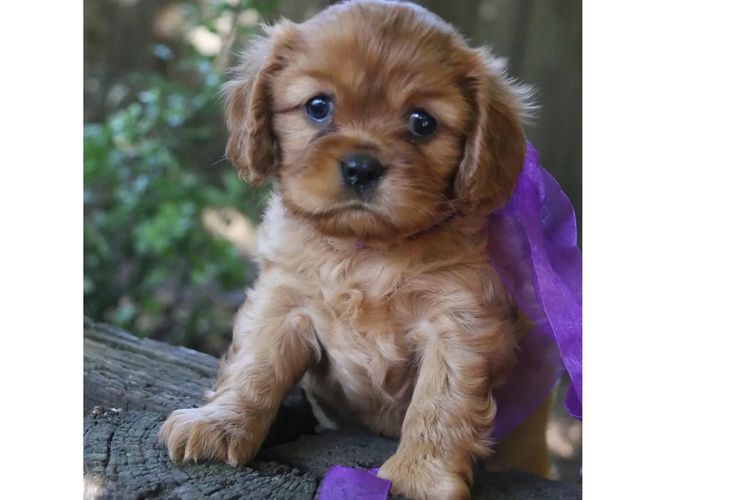 Cavaliers at Puppies of Plenty