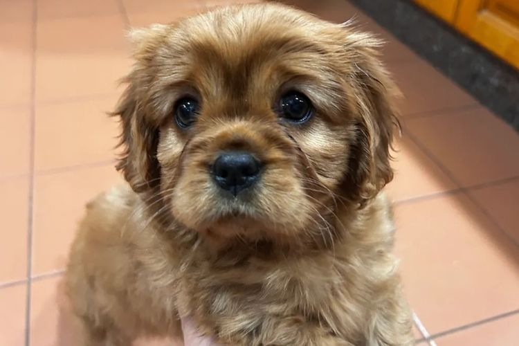 Cavaliers at Puppies of Plenty