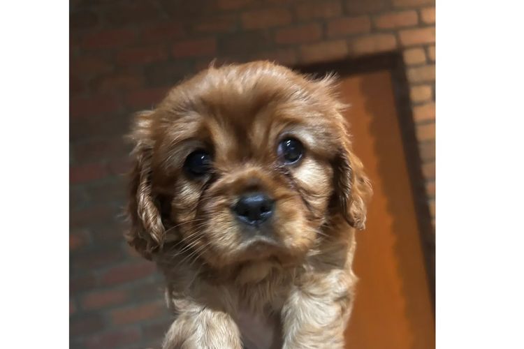 Cavaliers at Puppies of Plenty