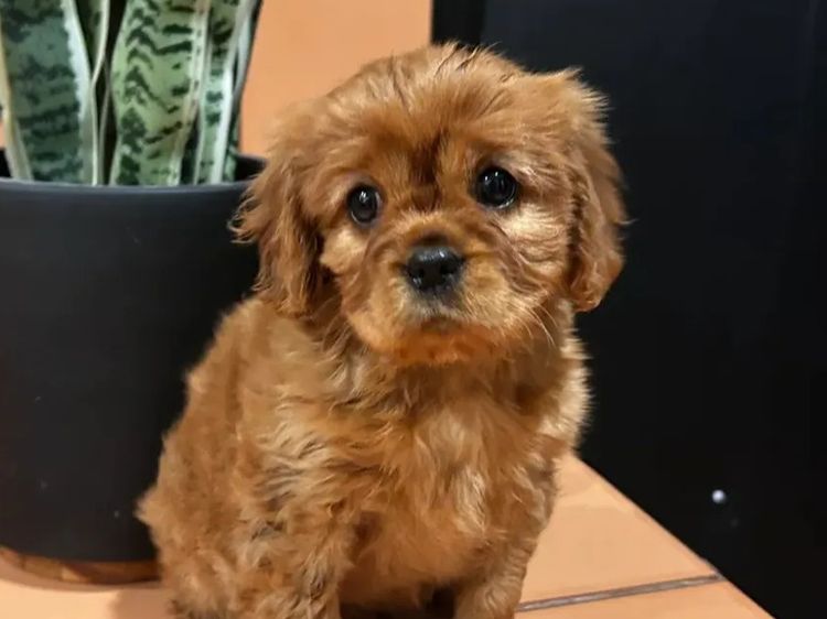 Cavaliers at Puppies of Plenty