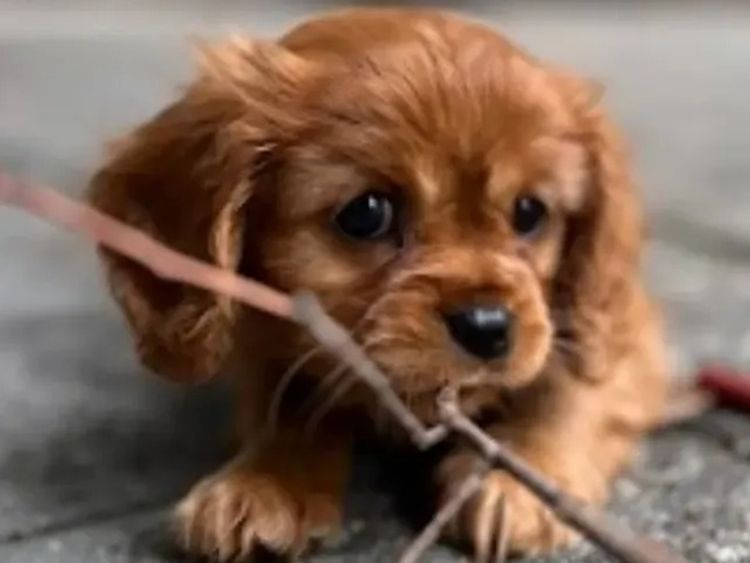 Cavaliers at Puppies of Plenty