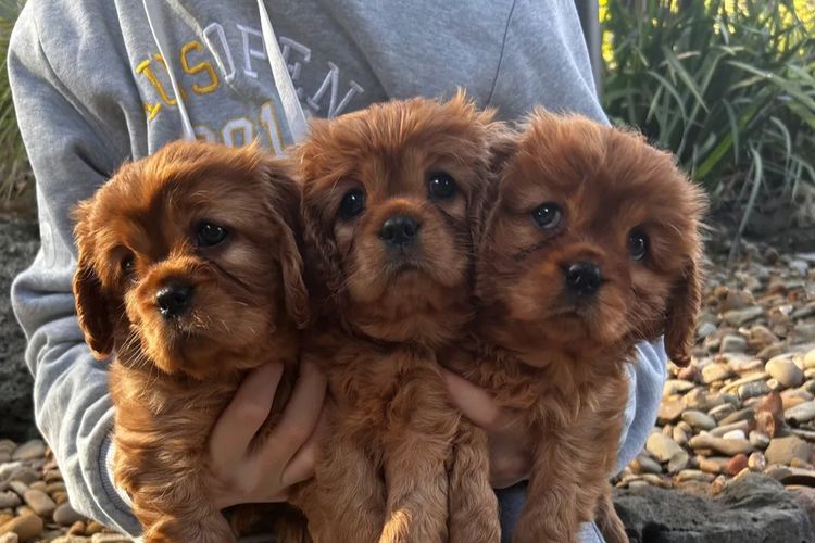 Cavaliers at Puppies of Plenty