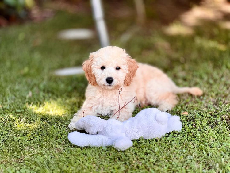 Oodles of Groodles and Cavoodles