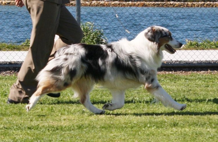 Sanpasho Australian Shepherds