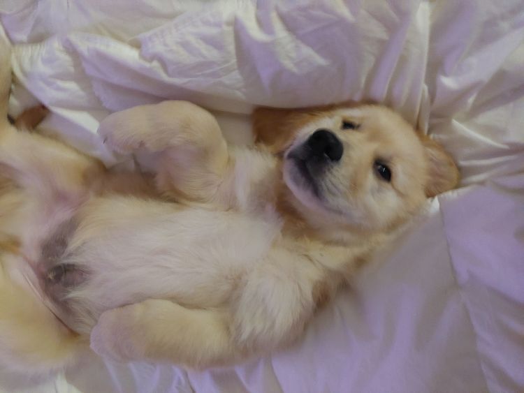 Golden paws