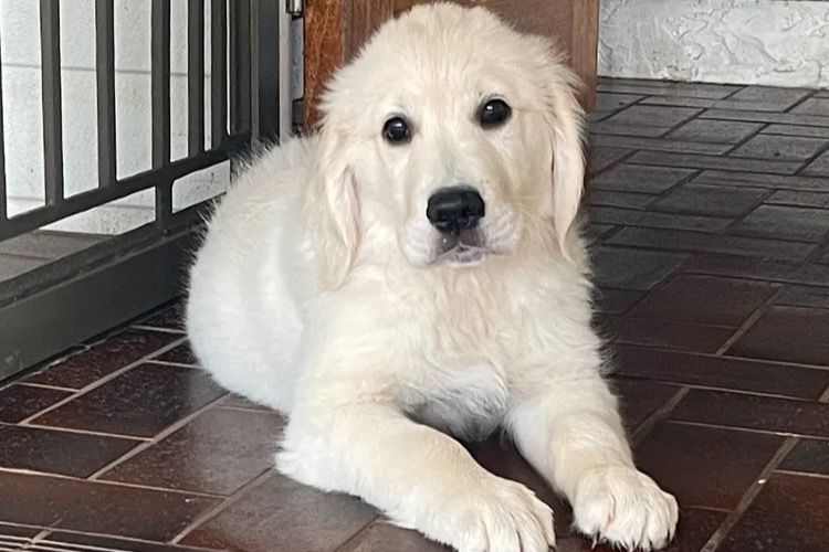 Golden paws