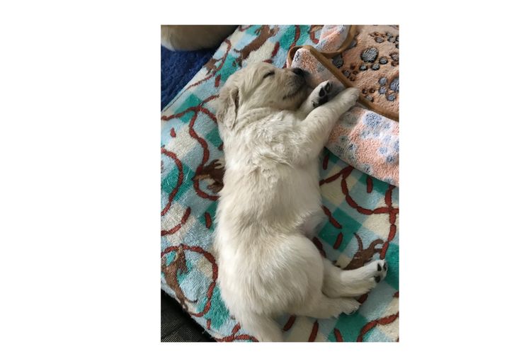 Golden paws