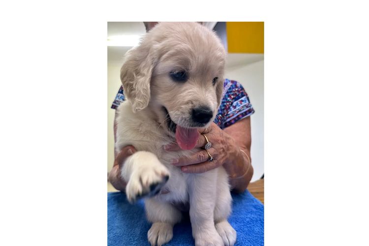 Golden paws