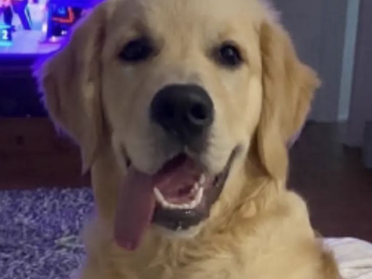 Golden paws