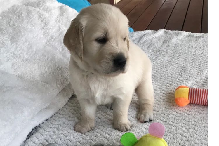 Golden paws