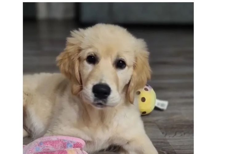 Golden paws