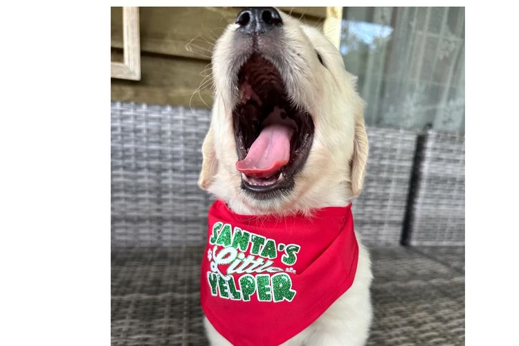 Golden paws