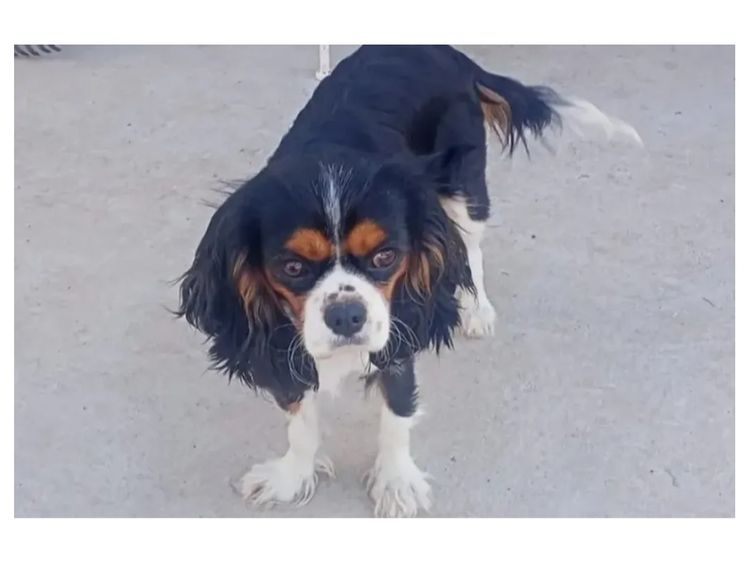 Willow View Cavalier King Charles Spaniel