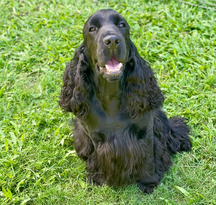 Brayroan Cocker Spaniels Dogs QLD - Dogs Australia (ANKC)Reg