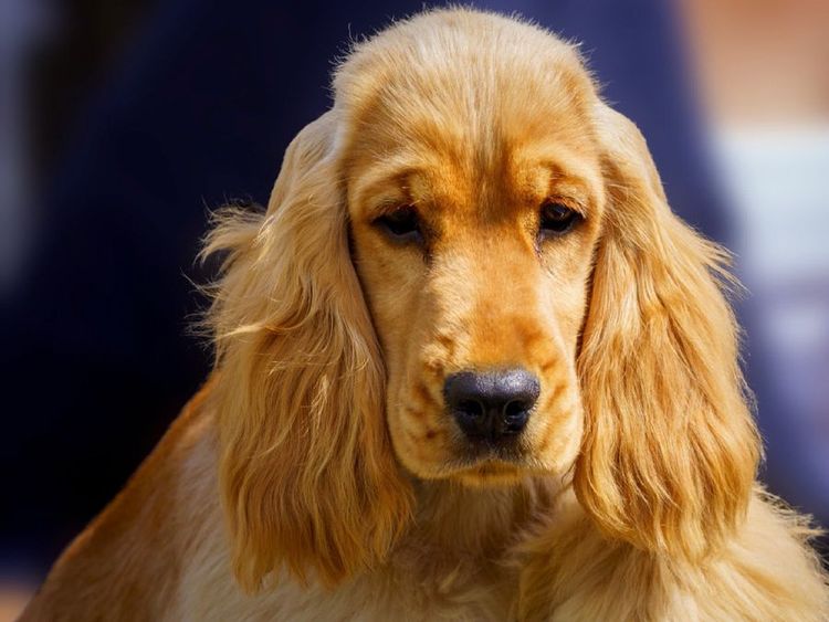 Brayroan Cocker Spaniels Dogs QLD - Dogs Australia (ANKC)Reg