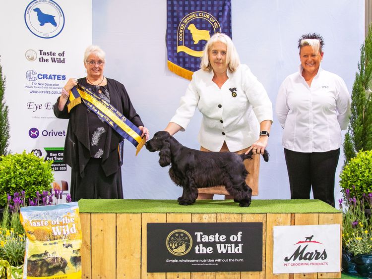 Brayroan Cocker Spaniels Dogs QLD - Dogs Australia (ANKC)Reg