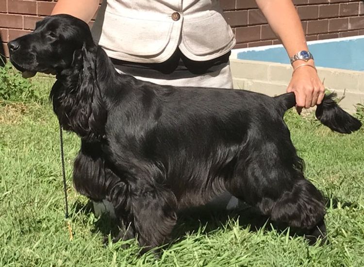 Brayroan Cocker Spaniels Dogs QLD - Dogs Australia (ANKC)Reg