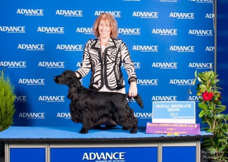 Brayroan Cocker Spaniels Dogs QLD - Dogs Australia (ANKC)Reg