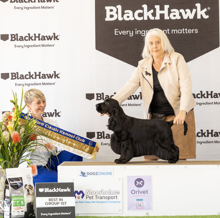 Brayroan Cocker Spaniels Dogs QLD - Dogs Australia (ANKC)Reg