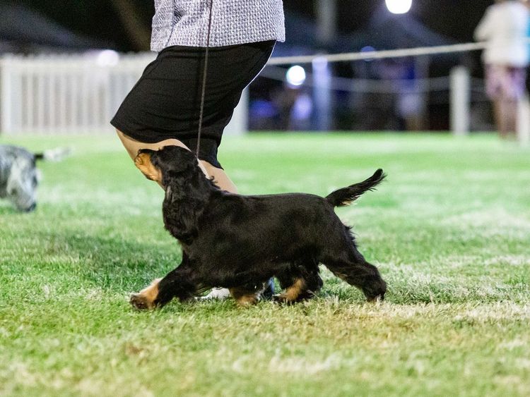 Brayroan Cocker Spaniels Dogs QLD - Dogs Australia (ANKC)Reg